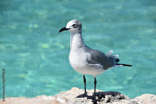 White and Gray Gull on the Coast in Aruba