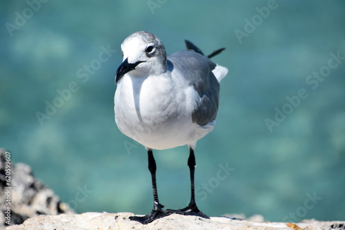 Up Close and Personal with a Laughing Gull