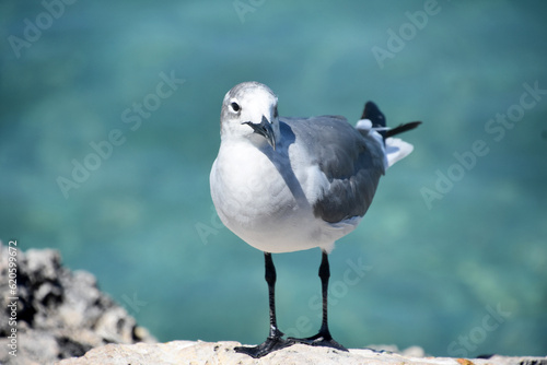 Amazing Laughing Gull Standing on Lava Rock