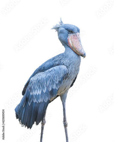 Adult African shoebill stork - Balaeniceps rex - vertical portrait of stork standing looking forward, isolated on white background. Great feather detail