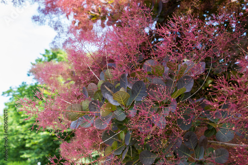 natural flower background. flowering branches of Cotinus coggygria close-up
