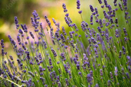 natural flower background. fresh lavender flowers close up on a sunny day © Alesia