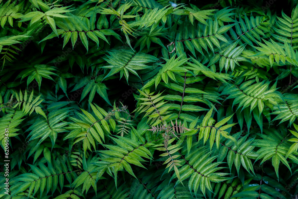natural plant background. green leaves and branches close-up
