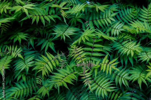 natural plant background. green leaves and branches close-up 