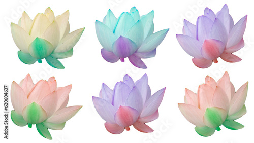 蓮の花Lotusいろいろの色