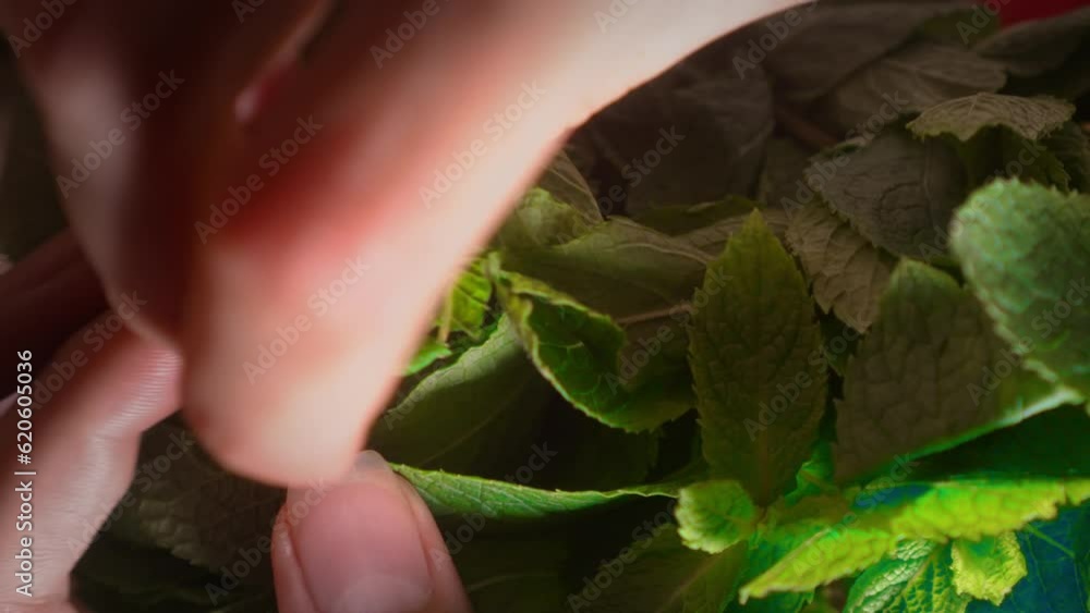 Woman's hand plucks green leaf from plant. Concept of caring for home flowers. gently tear off leaves from mint plant. Home organic crop production. Harvesting mint. Preparation of decoction or tea. Woman's hand plucks green leaf from plant. Concept of caring for home flowers. gently tear off leaves from mint plant. Home organic crop production. Harvesting mint. Preparation of decoction or tea.