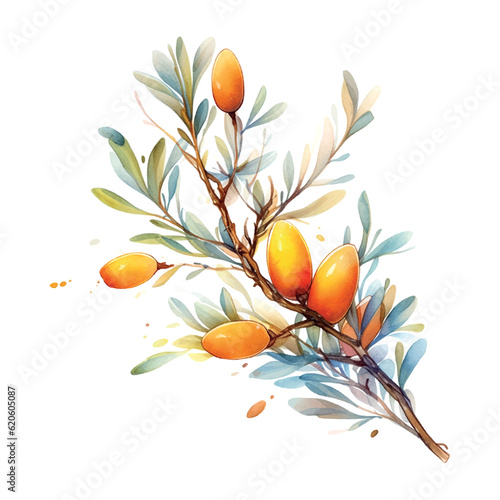 Argan branch watercolor in vintage style on white background.