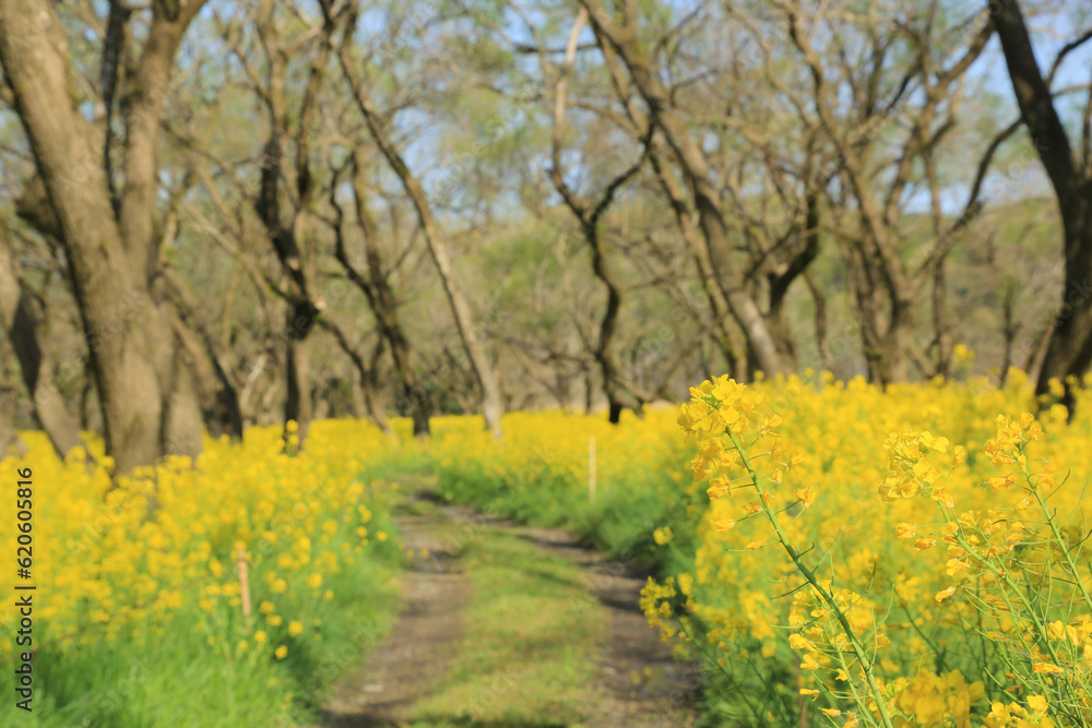 高知県四万十市 四万十川菜の花の森 高知県四万十市 四万十川菜の花の森