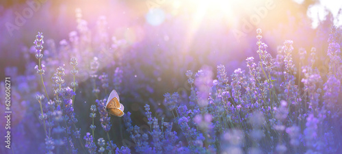 Blooming lavender summer flower and a flying butterfly against the backdrop of a summer sunset landscape