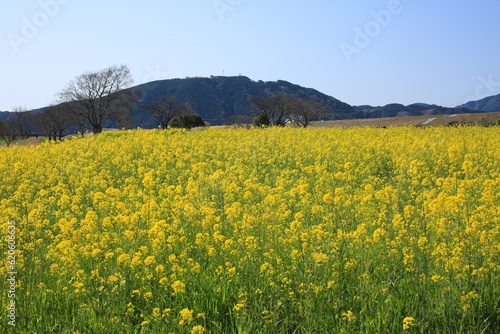 高知県四万十市　四万十川菜の花の森 © setsuna