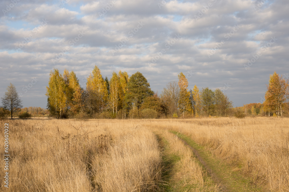 Autumn landscape, spacious fields with dense and bright grass