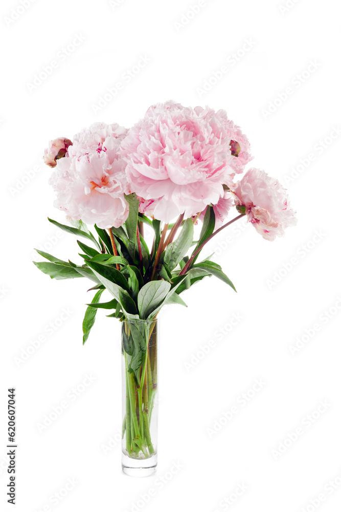 Pink peony flower isolated on white background Pink peony flower isolated on white background
