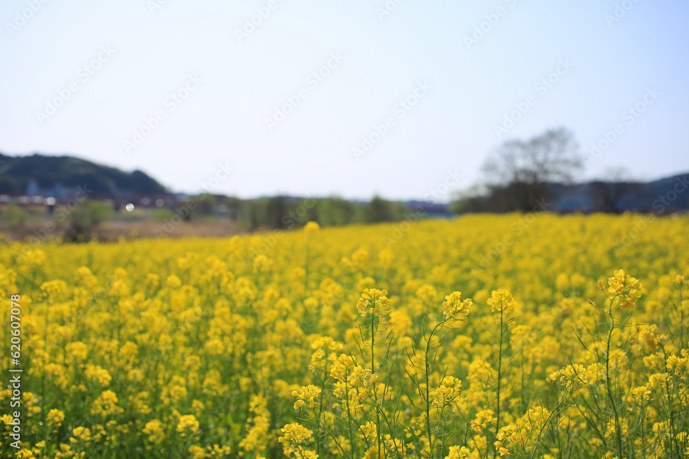高知県四万十市　四万十川菜の花の森