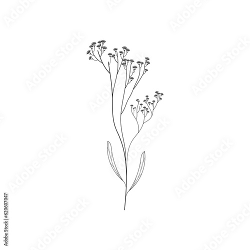 Wildflower line art. Vector illustration.