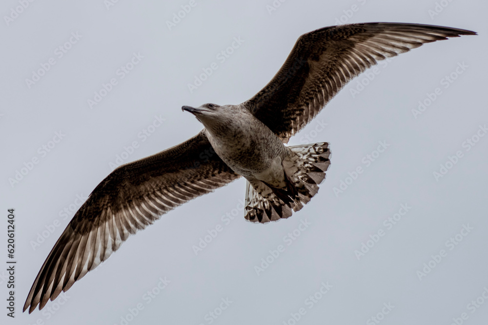 Obraz premium osprey in flight