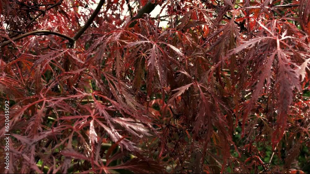 Falling raindrops on a red Japanese Maple after rain Falling raindrops on a red Japanese Maple after rain