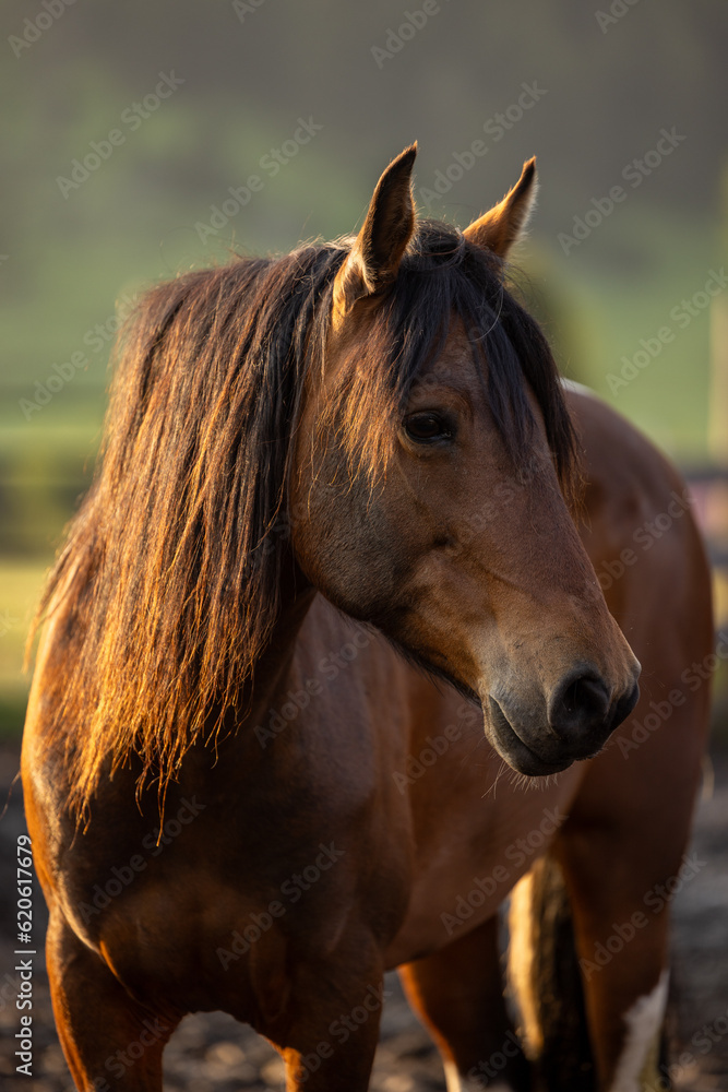 Obraz premium Horse Head portrait