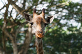 Closeup photo of the face of a giraffe against blur green background