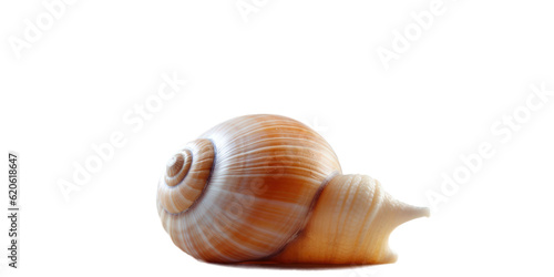 Picture of a spacious vacant snail shell from the sea positioned on a plain transparent background. Marine creatures dwelling under the sea. Seashells.