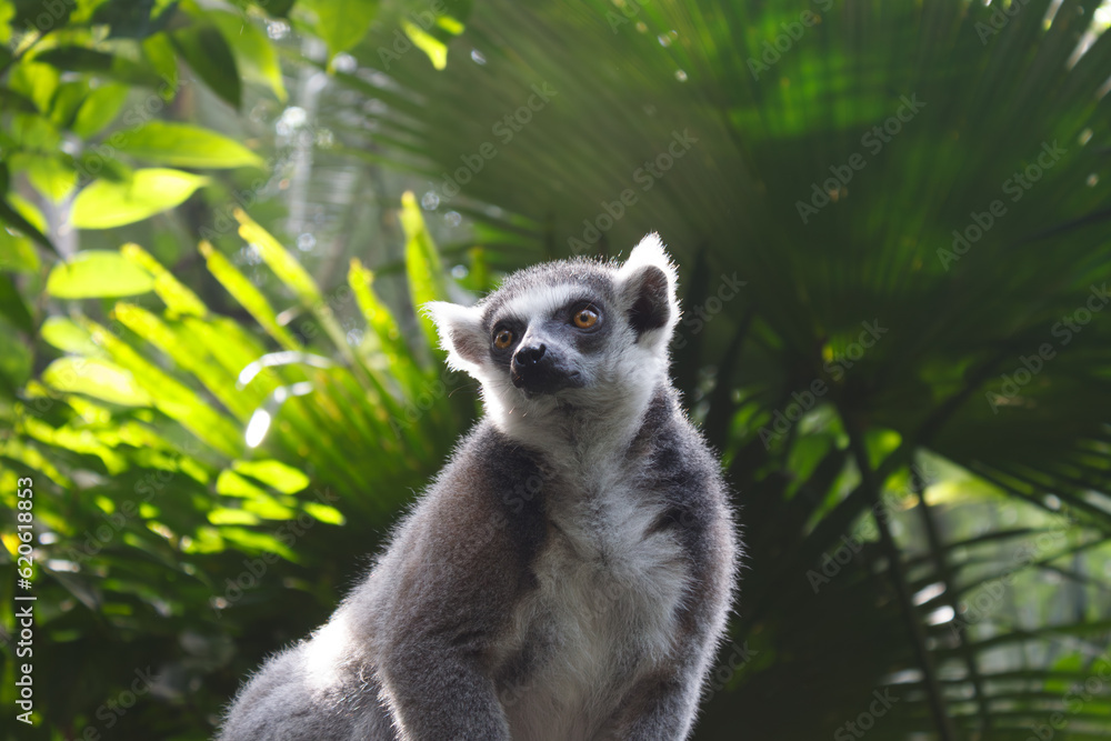 Fototapeta premium A portrait of a Lemur against green background