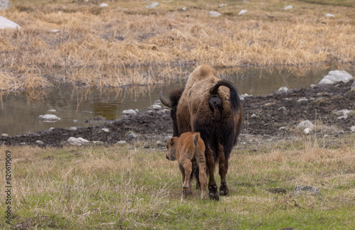 Bison Cow and Her Calf in Yellowstone National Park Wyoming © natureguy