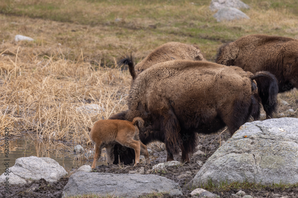Bison Cow and Her Calf in Yellowstone National Park Wyoming Bison Cow and Her Calf in Yellowstone National Park Wyoming