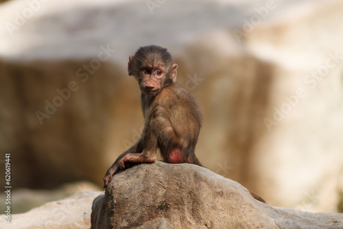 A photo of a baby hamadryas baboon on a clif