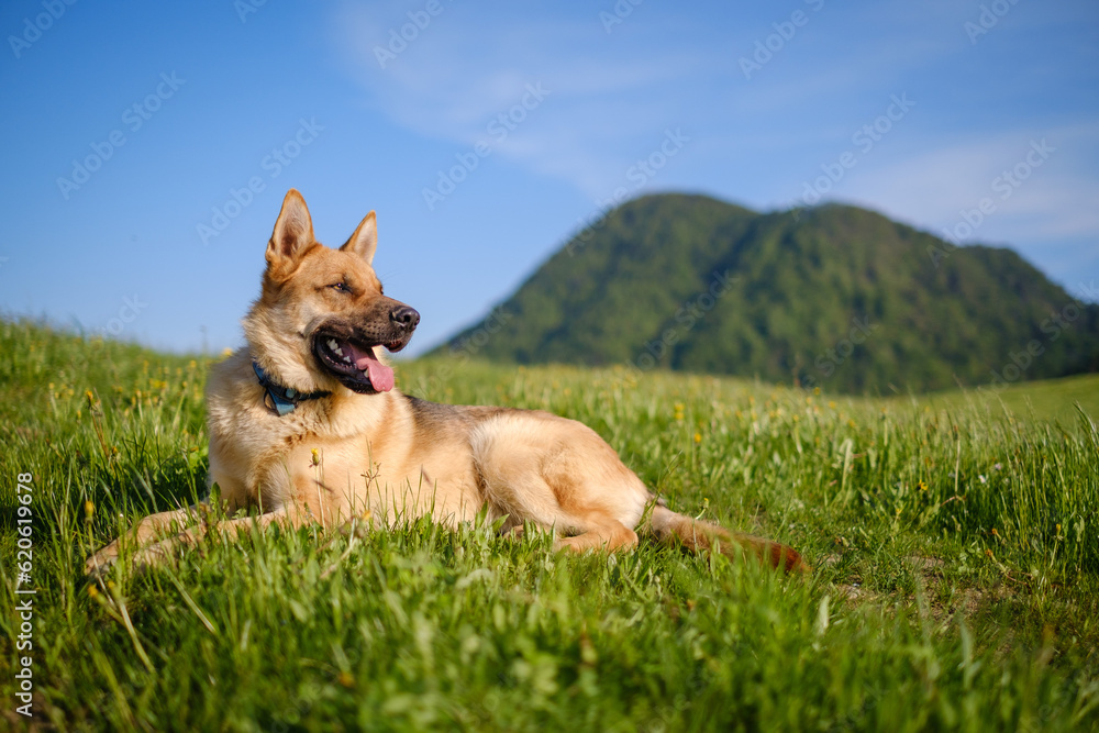 Young German shepherd dog in the green grass Young German shepherd dog in the green grass