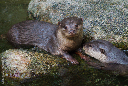 A pair of Asian small-clawed otter in water
