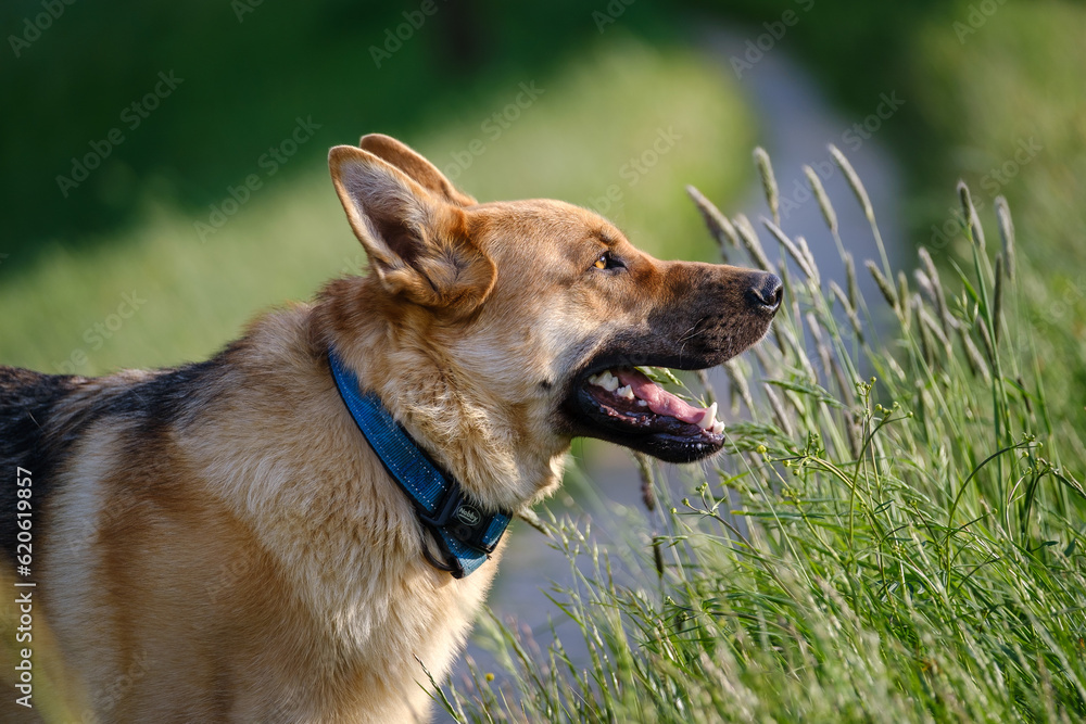 Young German shepherd dog in the green grass Young German shepherd dog in the green grass