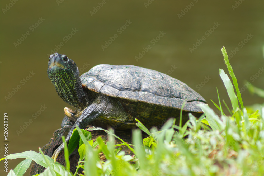 Fototapeta premium A photo of a pond turtle also known as pond terrapin