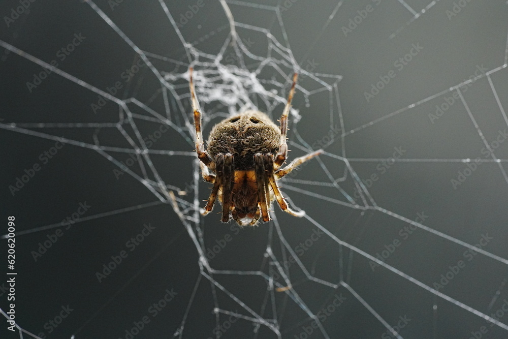 Neoscona, known as spotted orb-weavers and barn spiders, is a genus of orb-weaver spiders (Araneidae)  - obrazy, fototapety, plakaty 