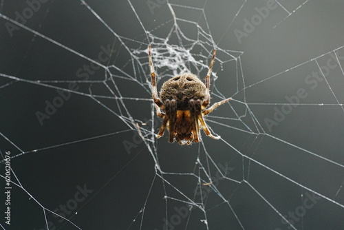 Neoscona, known as spotted orb-weavers and barn spiders, is a genus of orb-weaver spiders (Araneidae)  photo