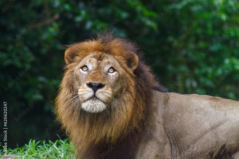 A photo of a lion in captive setting