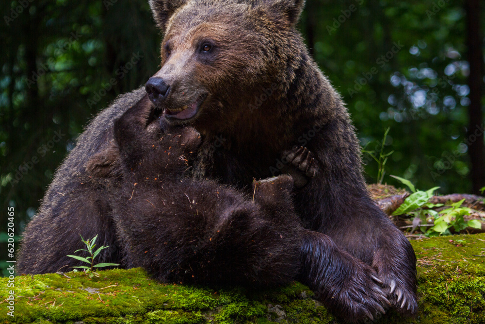 Bear with cub on the Transfagarasan in Romania Bear with cub on the Transfagarasan in Romania
