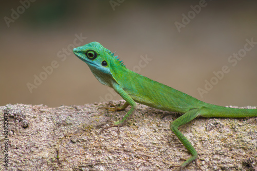 A photo of Bronchocela is a genus of Asian lizards  commonly known as bloodsuckers  crested lizards  and forest lizards  in the family Agamidae
