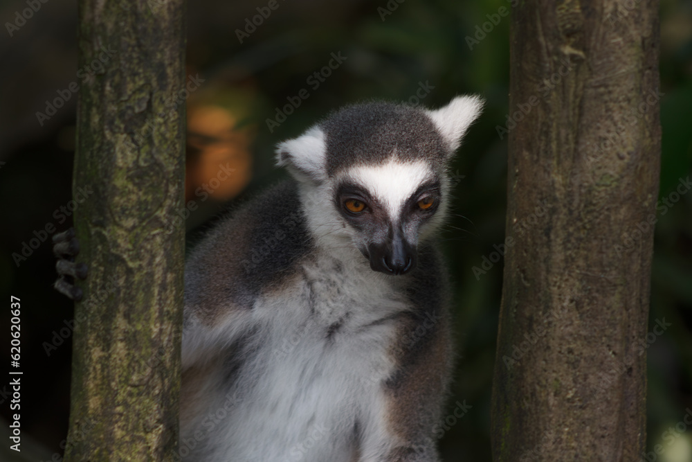 Obraz premium A portrait of a Lemur against green background