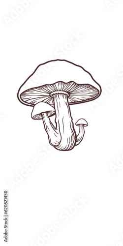 mushroom illustration vector isolated