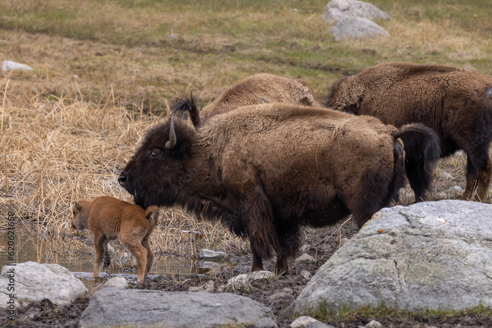 Bison Cow and Her Calf in Yellowstone National Park Wyoming Bison Cow and Her Calf in Yellowstone National Park Wyoming