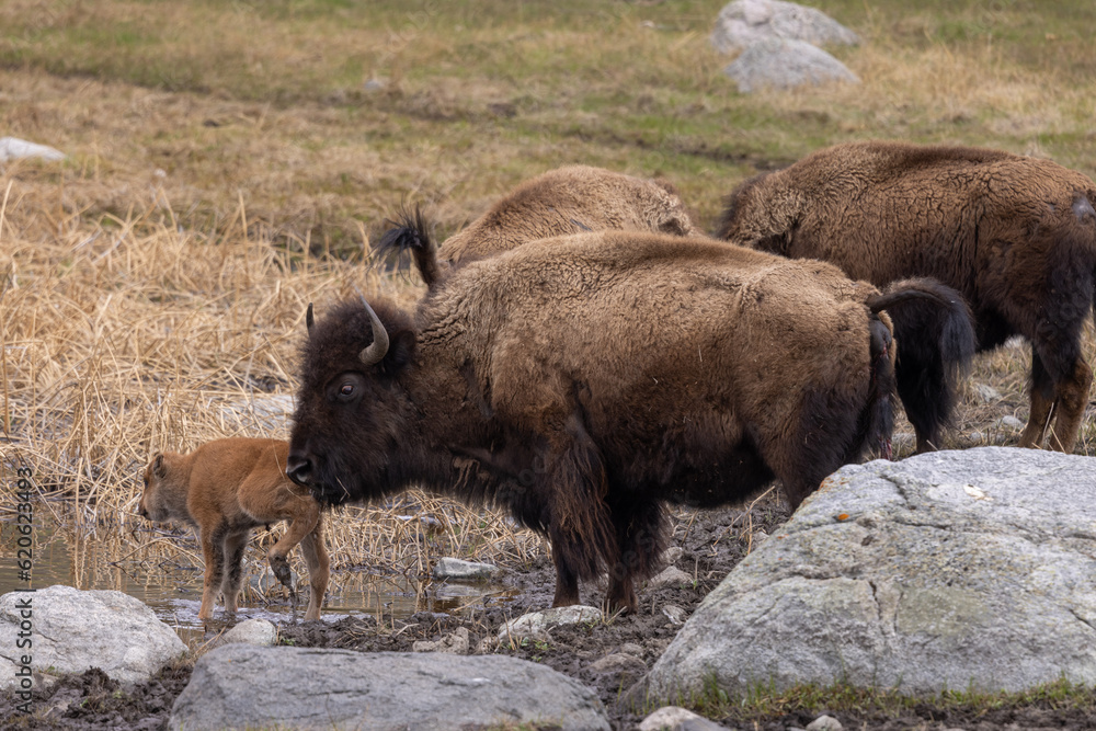 Bison Cow and Her Calf in Yellowstone National Park Wyoming Bison Cow and Her Calf in Yellowstone National Park Wyoming