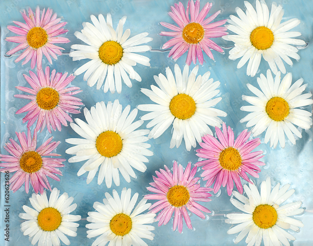 Beautiful chamomile flowers on a light background in water, flower arrangement and summer banner, greeting card for wedding, birthday, template for design, Beautiful chamomile flowers on a light background in water, flower arrangement and summer banner, greeting card for wedding, birthday, template for design,