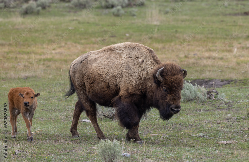 Bison Cow and Her Calf in Yellowstone National Park Wyoming Bison Cow and Her Calf in Yellowstone National Park Wyoming