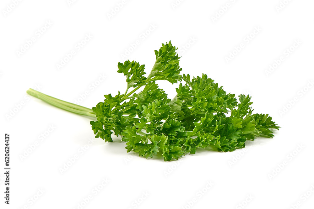 Fresh green parsley leaf, isolated on white background. Fresh green parsley leaf, isolated on white background.