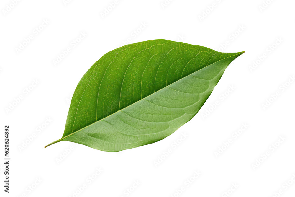 Obraz premium A green leaf is alone on a transparent background.