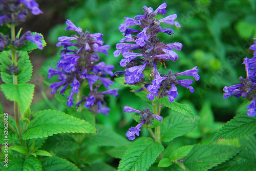 Catmint , Catnip with blue flowers - varieties , Neptune photo