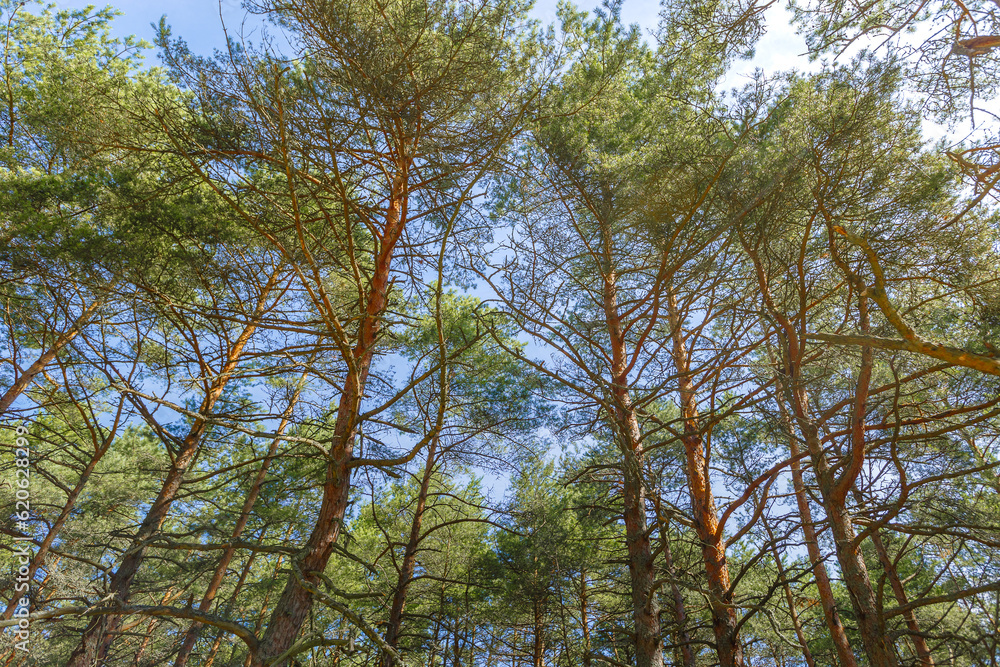 Dancing forest is sight of Curonian Spit national park in Kaliningrad region, Russia. Old pine trees trunks growing up into blue sky, bottom view. Forest landscape, beauty in nature Dancing forest is sight of Curonian Spit national park in Kaliningrad region, Russia. Old pine trees trunks growing up into blue sky, bottom view. Forest landscape, beauty in nature