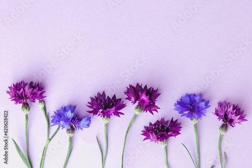 Fototapeta Naklejka Na Ścianę i Meble -  Minimal layout made purple and violet flowers on violet background. Flat lay style with fresh cornflowers. Spring, summer minimal concept. Top view still life, nature aesthetic wallpaper