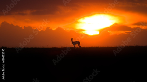 Roe deer at sunset. Capreolus capreolus. Majestic roe deer standing on the horizon at sunset. Beautiful colorful dramatic sky with clouds at sunset with rooe deer.