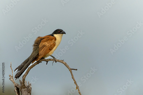 Burchell's Coucal (Centropus burchellii) sitting on a branch in Kruger National Park in South Africa