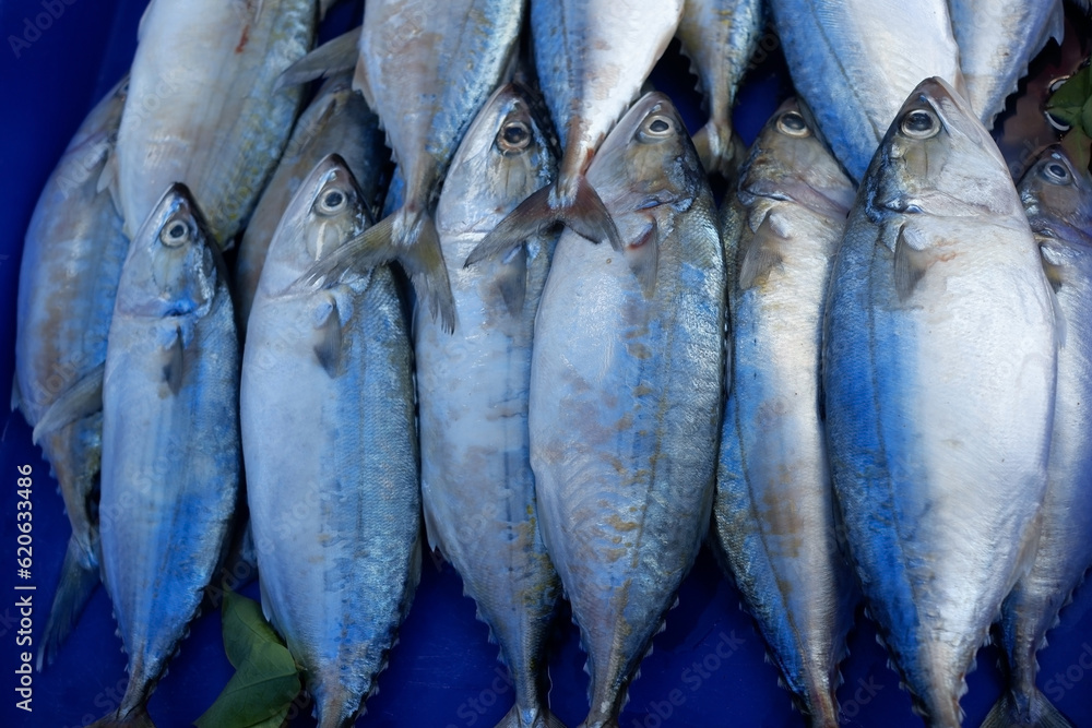Obraz premium Lots of fish stacked together and very fresh.